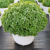 Basil Organic 'Spicy Globe' 100-130 Seeds (Ocimum basilicum L.) Herb Heirloom