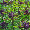 Basil 'Thai' 300 Seeds (Ocimum basilicum L.) Herb Heirloom