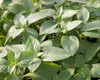 Basil Sweet 'Lemon' 455 Seeds (Ocimum basilicum L.) Herb Heirloom