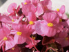 Begonia 'Oreb H Pink' 50 Seeds (Begonia semperflorens) Flower Hybrid