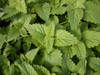 Catnip 1400-1600 Seeds (Nepeta cataria L. Var. Citriodora) Herb Heirloom