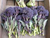 Broccoli 'Summer Purple' 50 Seeds (Brassica oleracea) Vegetable Heirloom