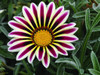 Gazania New Day 'Rose Stripe' 15 Seeds (Gazania rigens L.) Flower Heirloom