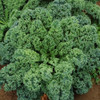 Kale Curly Green 'Kapral' 520-620 Seeds (Brassica oleracea L.) Vegetable Heirloom