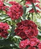 Sweet William 'Black Magic' 600 Seeds (Dianthus Barbatus L.) Flower Heirloom