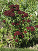 Sweet William 'Black Magic' 600 Seeds (Dianthus Barbatus L.) Flower Heirloom