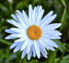 Shasta Daisy 'Silver Princess' 130-150 Seeds (Leucanthemum maximum) Flower Heirloom