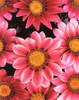 Gazania New Day 'Pink Shades' 15 Seeds(Gazania rigens) Flower Heirloom