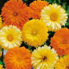 Pot Marigold, Calendula 'Art Shades' 100-130 Seeds Flower Heirloom