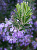 Rosemary 80 Seeds (Rosmarinus officinalis L.) Herb Heirloom