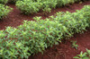 Honey Stevia 10 Seeds (Stevia rebaudiana) Herb Heirloom
