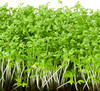 Garden Cress Microgreens 5g of Seeds (Leipidium sativum) Heirloom