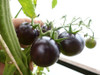 Tomato Organic 'Black Cherry' 10 Seeds (Solanum lycopersicum) Vegetable Heirloom