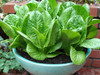 Lettuce 'Parris Island' 800-1000 Seeds (Lactuca Sativa) Vegetable Heirloom