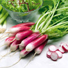 Radish Organic 'French Breakfast 3' 210-360 Seeds (Raphanus sativus L.) Vegetable Heirloom