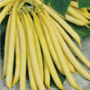 Bean 'Goldmarie' 60-100 Seeds (Phaseolus vulgaris) Vegetable Heirloom