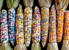 Corn Organic 'Glass Gem' 60-80 Seeds (Zea mays) Vegetable Heirloom