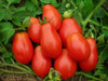 Tomato 'Roma VF' 40-60 Seeds (Lycopersicum esculentum) Vegetable Heirloom