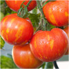 Tomato 'Red Zebra' 20-30 Seeds (Solanum lycopersicum) Vegetable Heirloom