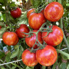 Tomato 'Red Zebra' 20-30 Seeds Indeterminate Vegetable Heirloom