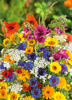 Annual Flower Mix 'Last Minute' Heirloom, 1g of Seeds