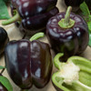 Sweet Bell Pepper 'Oda' 20-30 Seeds (Capsicum annuum) Vegetable Heirloom