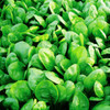 Baby Spinach 'Scorpio H' 300-400 Seeds (Spinacia oleracea L.) Vegetable Hybrid