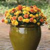 Marigold French 'Strawberry Blonde' 30 Seeds (Tagetes patula L.) Flower Heirloom