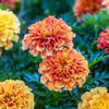 French Marigold 'Strawberry Blonde' 30 Seeds Flower Heirloom