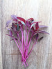 Amaranth Red Leaf 2g of Seeds (Amaranthus tricolor) Vegetable Heirloom