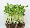 Sunflower Organic Microgreens 15g of Seeds (Helianthus annuus) Heirloom