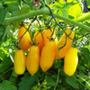 Tomato 'Banana Legs' 50-80 Seeds (Solanum lycopersicum) Vegetable Heirloom