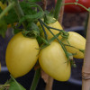 Tomato 'Cream Sausage' 50-80 Seeds (Solanum lycopersicum) Vegetable Heirloom