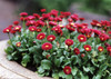 Daisy English 'Radar' 1200 Seeds (Bellis perennis L.) Flower Heirloom