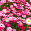 Paper Daisy 'Rose' 20 Seeds (Helipterum roseum) Flower Heirloom