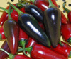 Pepper Hot 'Pot Black' 5 Seeds (Capsicum annuum) Vegetable Heirloom