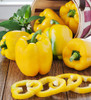 Pepper Sweet 'Quadrato D'Asti Giallo' 12-16 Seeds (Capsicum annuum) Vegetable Heirloom