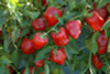 Pepper Sweet 'Quadrato D'Asti Rosso' 12-16 Seeds (Capsicum annuum) Vegetable Heirloom