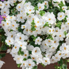 Bacopa 'Snowtopia White'6 Seeds (Sutera curdata) Flower Heirloom