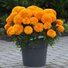 African  Marigold 'Clinton' 140-150 Seeds Flower Heirloom