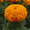 African  Marigold 'Clinton' 140-150 Seeds Flower Heirloom