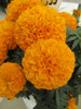African  Marigold 'Clinton' 140-150 Seeds Flower Heirloom