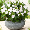 Busy Lizzie 'Impreza H White' (Impatiens Walleriana Hook.) Flower Plant Hybrid, 15 Seeds