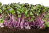 Bok Choy/Pak Choi 'Purple Shanghai H' 300-400 Seeds (Brassica rapa var.chinensis) Vegetable Hybrid