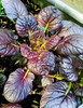 Tatsoi 'Red' 300-400 Seeds (Brassica rapa var.narinosa) Vegetable Hybrid
