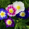 Morning Glory 'Dwarf Mix' (Convolvulus tricolor) Flower Heirloom 50 Seeds