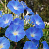 Morning Glory 'Heavenly Blue' 10 Seeds (Ipomoea tricolor) Flower Heirloom