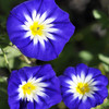 Morning Glory 'Royal Ensign Dwarf' 50 Seeds (Convolvulus tricolor) Flower Heirloom