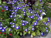 Morning Glory 'Royal Ensign Dwarf' 50 Seeds (Convolvulus tricolor) Flower Heirloom