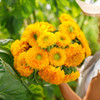 Sunflower 'Sungold Dwarf' 20 Seeds (Helianthus annuus L.) Flower Heirloom